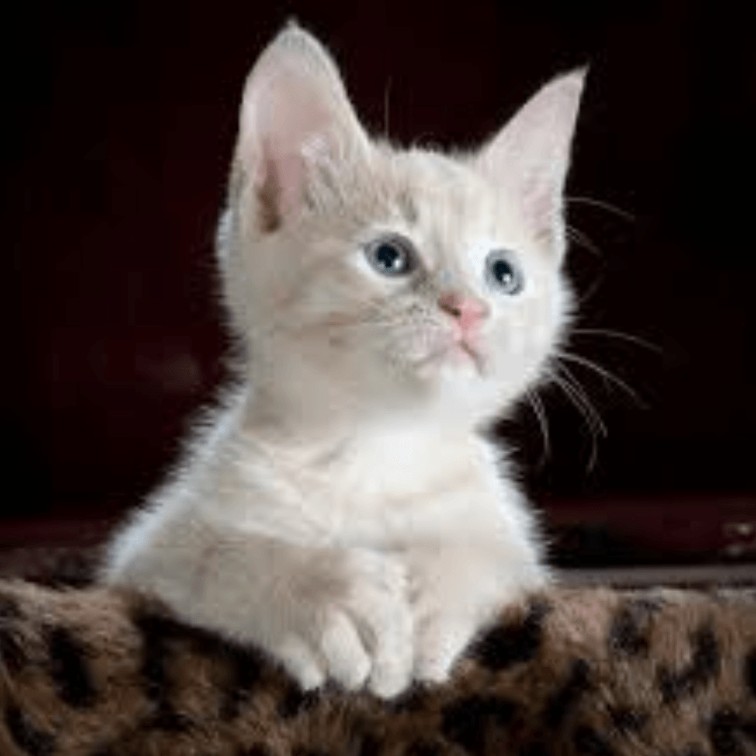 https://test.cdn.ready2.gg/team-image/2024/12/032ff54cb2-c8ac-4cb3-9129-2860e0e3dde5.png